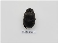 藏品(大黑糞金龜)的圖片